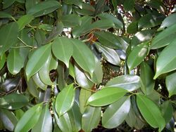 Syzygium papyraceum leaves.JPG