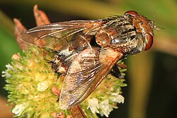 Tachinid - Gonia crassicornis - Hickey Creek Mitigation Area, Alva, Florida (40178679751).jpg