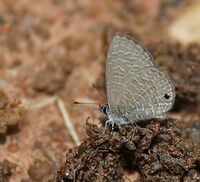 Tailless Lineblue (Prosotas dubiosa indica) in Talakona forest, AP W IMG 8383.jpg