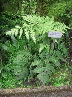 Tectaria cicutaria - Berlin Botanical Garden - IMG 8791.JPG