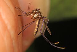 The blood gift - Psorophora cyanescens and my thumb, Felsenthal National Wildlife Refuge, Crossett, Arkansas.jpg