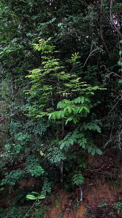 Thyrsodium spruceanum Salzm. ex Benth. - Flickr - Alex Popovkin, Bahia, Brazil (14).jpg