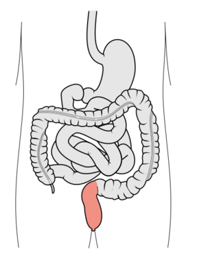 Tractus intestinalis rectum.svg