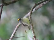 Tyrannulus elatus Tiranuelo coronado Yellow-crowned Tyrannulet (6515681957).jpg