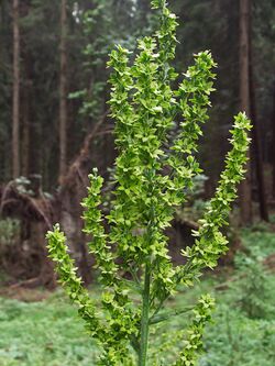 Veratrum lobelianum - inflorescence.jpg