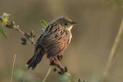 Wing-snapping Cisticola - Kenya S4E6079 (17320718675).jpg