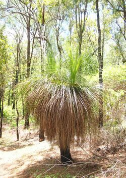 Xanthorrhoea johnsonii.jpg