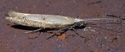 Ypsolopha unicipunctella P1580622a.jpg