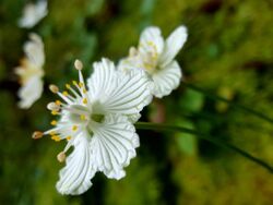 Z--Pictures-Parnassia on Boulevard Trial of Mount LeConte-20190901 124413.jpeg