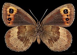 (MHNT) Erebia aethiops - Bossey Haute-Savoie France - female ventral.jpg