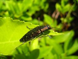 ウバタマムシ Chalcophora japonica japonica 3.JPG