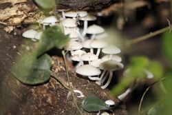 2012-10-24 Mycena illuminans Henn 313883.jpg