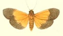 25-Miltochrista bicolorata=Chiretolpis bicolorata (Pagenstecher, 1900).JPG