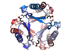 4-oxocronoate tautomerase hexamer PDB=1BJP.png
