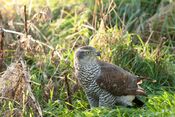 Accipiter gentilis -Fife, Scotland-8.jpg