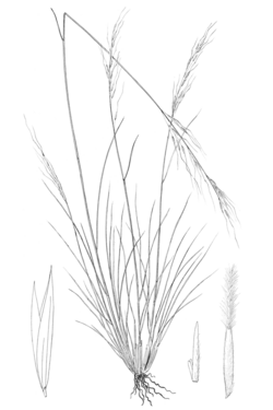 Achnatherum occidentale ssp occidentale (as Stipa occidentale) LS-1899.png