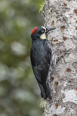 Acorn woodpecker (Melanerpes formicivorus flavigula) male Las Tangaras 2.jpg