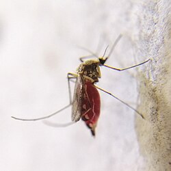 Aedes scapularis.jpg