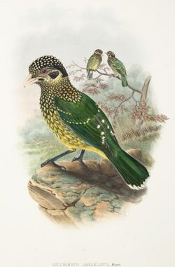 Ailuroedus arfakianus - The Birds of New Guinea.jpg