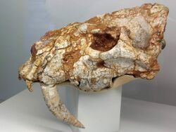Albanosmilus jourdani - crani.jpg