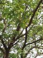 Albizia saman (Raintree) (18).jpg