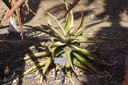 Aloe secundiflora - Leaning Pine Arboretum - DSC05745.JPG