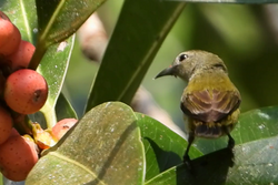 Andaman Flowerpecker.png
