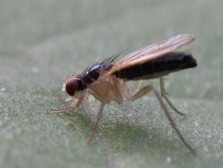 Anthomyza sp. (Diptera- Anthomyzidae) (9684404445).jpg