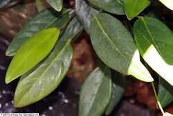 Anthurium spathulifolium 1zz.jpg