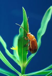 Aphthona flava flea beetle.jpg