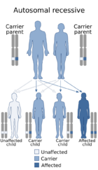 Autosomal recessive - en.svg