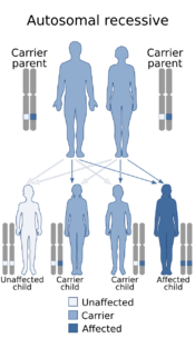 Autosomal recessive - en.svg