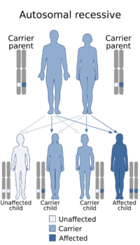 Autosomal recessive - en.svg