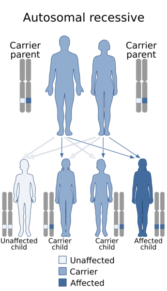 File:Autosomal recessive - en.svg