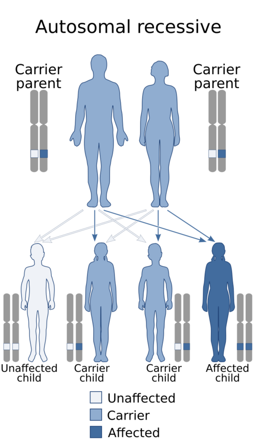 Medicine:Brown–Vialetto–Van Laere syndrome - HandWiki