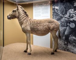 Bamberg Naturkundemuseum Quagga 17RM1912.jpg