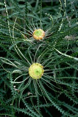 Banksia mucronulata.jpg