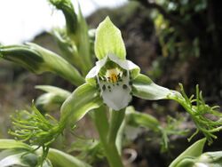 Bipinnula fimbriata (Poepp.) I. M. Johnst..jpg