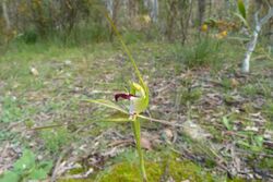 Caladenia atrovespa (5121807621).jpg