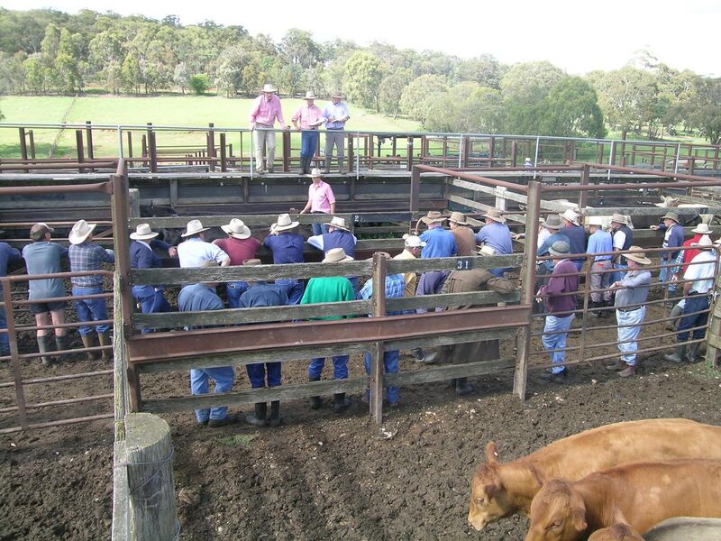 File:Cattle sale.jpg