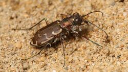 Cicindela-repanda-002.jpg