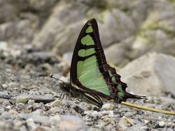 Close wing position of Graphium cloanthus Westwood, 1841 – Glassy Bluebottle.jpg