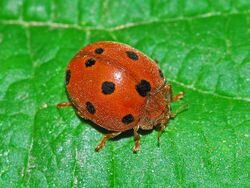 Coccinellidae - Henosepilachna argus.JPG