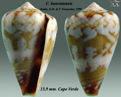 Conus boavistensis 2.jpg