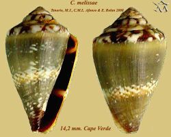 Conus melissae 1.jpg