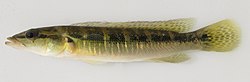 Crenicichla missioneira.jpg