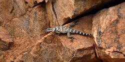 Crevice spiny lizard (Sceloporus poinsettii), Mason County, Texas, USA (9 May 2014).jpg