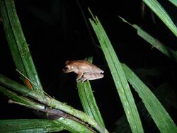 Cross-Banded Treefrog (Smilisca puma) (11610182336).jpg