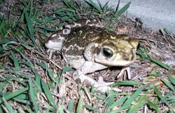 Cuban toad at Guantanamo.jpg