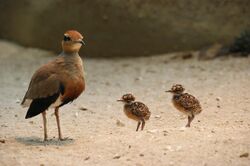 Cursorius temmincki with juveniles.JPG